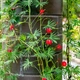 Насіння Іпомея Кардинал Червоний Florium (726136) - зображення 2
