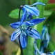 Пролісок Siberica Цибулини Florium (237003) - зображення 1