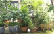 Універсальна система поливу саду та городу 10м Muciakie Garden садова насадка-розпилювач для зрошення 4/7 мм із швидкозатискним конектором - зображення 6