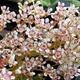 Камнеломка котиледон. Контейнер 0,5 л. Продажа с 04/2024 - изображение 3