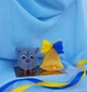 Сувенирное мыло подарки на День учителя "Сова+Колокольчик" - изображение 2