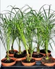 Пальма Phoenix Roebelenii горшок ⌀ 11, высота 35-45см - изображение 2