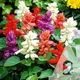 Семена Сальвия Аморе (смесь) Садыба центр 20 шт - изображение 2