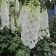 Насіння Дельфініум Галахард, 0,1 г (GL Seeds) - зображення 2