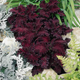 Насіння Колеус Чорний дракон, декоративний, 10 шт (GL Seeds) - зображення 2