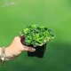 Ломикамінь тіньовий 'Variegata'. Контейнер 0,5 л - зображення 1