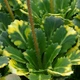 Ломикамінь тіньовий 'Variegata'. Контейнер 0,5 л - зображення 4