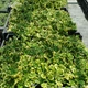 Ломикамінь тіньовий 'Variegata'. Контейнер 0,5 л - зображення 5