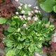 Ломикамінь тіньовий 'Variegata'. Контейнер 0,5 л - зображення 7