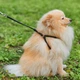 Кругла шкіряна шлея WAUDOG Soft N1 з QR паспортом з повідцем для котів і дрібних собак 105 см 6 мм Чорна (46231) - зображення 3