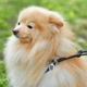 Кругла шкіряна шлея WAUDOG Soft N1 з QR паспортом з повідцем для котів і дрібних собак 105 см 6 мм Чорна (46231) - зображення 4