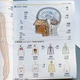 Ілюстрований словник Bilingual Visual Dictionary Japanese-English 6000 Key words - зображення 5