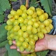 Саженцы Яскрава Виноград Супер Экстра (37982) - изображение 2