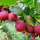 Саджанці Яскрава Аґрус Карамелька (41351) - зображення 1