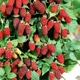 Саджанці Яскрава Ожиномалина Loganberry (Логанберрі) (44845) - зображення 2
