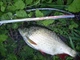 Спиннинг 2,70m Magic Trout Shorty 3g - изображение 3