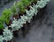 Агротканина (Геотканина) 100 г/м² 3,4м х 25м Чорна Growtex - зображення 3