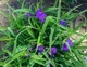 Традесканция садовая Caerulea Plena (деленка) - изображение 1