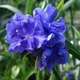 Традесканция садовая Caerulea Plena (деленка) - изображение 2