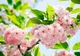 Фотообои на стену: 254х366 см. Цветы Сакуры №133А - изображение 2