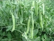 Семена Горох Преладо, 20 шт (Syngenta) - изображение 4
