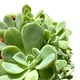 Суккулент Эхеверия Ирия (Echeveria Iria), контейнер 7*7*8 см (s046s) - изображение 3