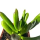 Суккулент Крассула овата Корел (Crassula&nbsp;ovata Coral), контейнер 7*7*8 см (s050s) - зображення 3