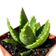Суккулент Алоэ благородное (Aloe nobilis), контейнер 7*7*8 см (s047s) - изображение 3