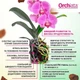 Субстрат Orchiata (Орхіата) кора для орхідей Precision 3-6 мм для фласок, діток орхідей, дендробіумів 1,5 л - зображення 2