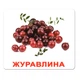 Ламіновані картки Домана "Ягоди" українською - изображение 1