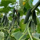 Семена огурец Примеро F1 Leda Agro 10 шт - изображение 3