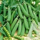 Семена Горох Скинадо Syngenta 20 г - изображение 2