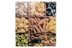 Весы кухонные Ardesto SCK-893-pasta 3901801 - изображение 1