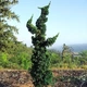 Кіпарисовик Лавсона Wissels Saguaro, горщик л, висота 70-100 см - зображення 2
