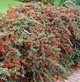 Кизильник Даммера Coral Beauty, горщик 5 л, висота 30-40 см - изображение 1
