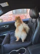 Автокресло автогамак лежак со съемным чехлом для собак и кошек 50х50 см Incor Черный (Ч-52) - изображение 7