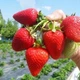 Саджанці полуниці (розсада) Флорида Бьюті (Florida Beauty) ремонтантна - зображення 2