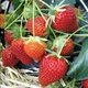 Саженцы клубники (рассада) Шарлотта (Charlotte Strawberry)&nbsp; ремонтантная - изображение 1