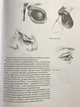 Основы учебного академического рисунка. Николай Ли (украинский язык) - изображение 2