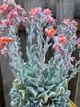 Саджанець Lskm Сукулент Ехеверія Топсі Турві Echeveria Topsy Turvy кімнатна невибаглива красива рідкісна рослина - зображення 1