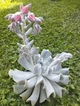Саджанець Lskm Сукулент Ехеверія Топсі Турві Echeveria Topsy Turvy кімнатна невибаглива красива рідкісна рослина - зображення 7