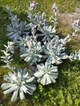 Саджанець Lskm Сукулент Ехеверія Топсі Турві Echeveria Topsy Turvy кімнатна невибаглива красива рідкісна рослина - зображення 8