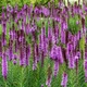 Ліатріс колосковый 'Floristan Violet' в контейнері 1л - зображення 8