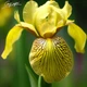 Ірис болотний 'Variegata'. Контейнер 3 л - зображення 3