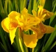 Ірис болотний 'Variegata'. Контейнер 3 л - зображення 5