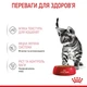 Влажный корм Royal Canin Kitten Sterilised для стерилизованных котят от 6 до 12 месяцев 84шт*85г - изображение 5