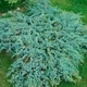 Саженцы Яскрава Можжевельник Blue Carpet контейнер 0.5 л (40885) - изображение 2