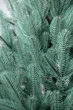 Ялинка лита SG "Лапландська" в горщику блакитна 1,10м - зображення 4