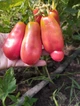 Семена томат Эрос (0,1 г) помидор высокорослый среднеспелый, For Hobby, TM GL Seeds - изображение 4