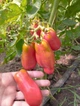 Семена томат Эрос (0,1 г) помидор высокорослый среднеспелый, For Hobby, TM GL Seeds - изображение 5